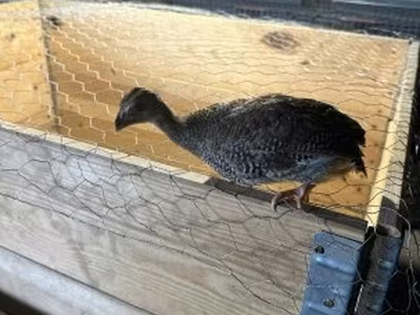 Guinea fowl — 匈牙利