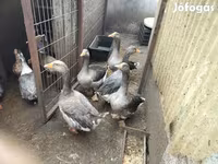 Geese — 2. fotó