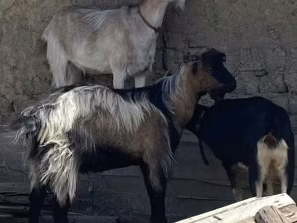 公山羊, Goats