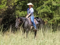 Kobyła, Quarter Horse — zdjęcie 8