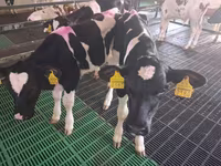 Bika, Russian Black pied cattle — 6. fotó