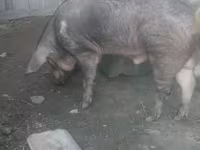 Kan, Дюрок — 3. fotó