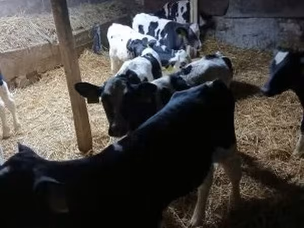 Bika, Russian Black pied cattle — Magyarország