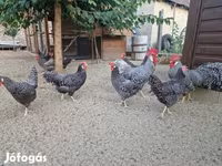 Chickens — Foto 6