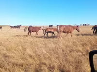 Madyan, Horse breed — foto 8