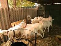 Kecskék (tétel, nem megadva), Pomellata goat — 2. fotó