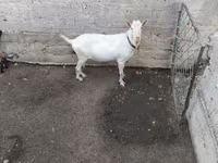 Billy Goat, Saanen goat — photo 1