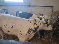 Vaca, Russian Black pied cattle — foto 3