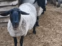 मेढ़ा, White Suffolk sheep — फ़ोटो 3