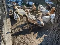 Ducks — الصورة 2