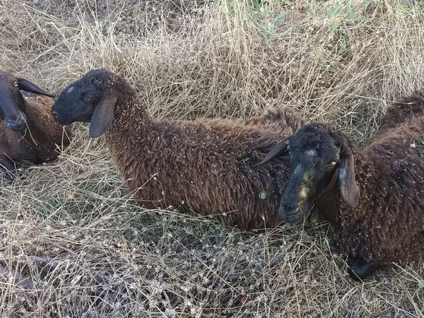 Sheep (batch, sex not specified), Sheep