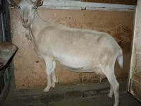 Goat, Goats — photo 6