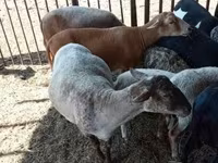 Sheep, Sheep — photo 1