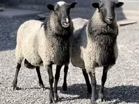 Oveja, Romanov sheep — foto 1