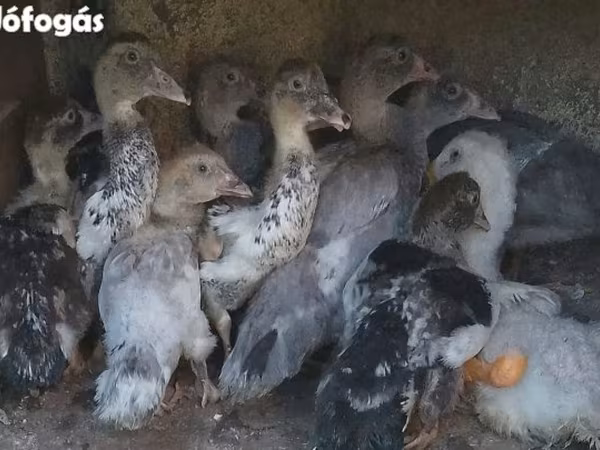 Ducks