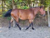 母马, Horses — 照片 1