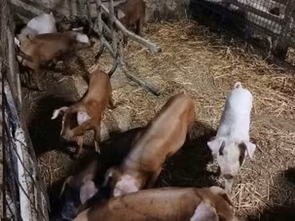 Disznók (tétel, nem megadva), Sertések