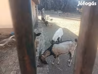 公山羊, Goats — 照片 3