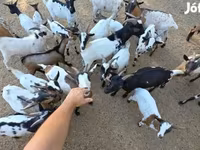 Nőstény kecske, Nigerian dwarf goats — 5. fotó