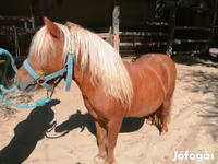 Hing, Shetland Pony — 2. fotó