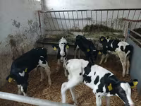 Cattle (batch, sex not specified), Russian Black pied cattle — photo 1