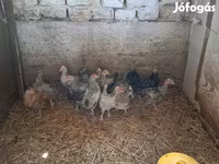 Bantam japonesa — foto 2