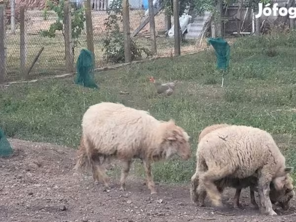 Kos, Juhok — Magyarország