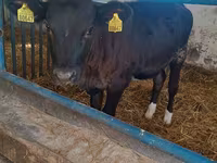 Tehén, Aberdeen-Angus — 2. fotó