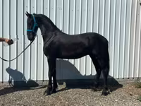 घोड़ा, Friesian — फ़ोटो 3
