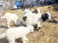 Bak, Saanen goat — 2. fotó