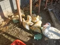 Ducks — 照片 3