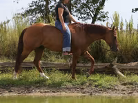 Hengst, Quarter Horse — Foto 4