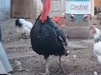 Turkeys — zdjęcie 1