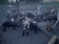 Süldőanya, Мангалица — 1. fotó