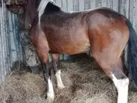 At, Altai horse — foto 2