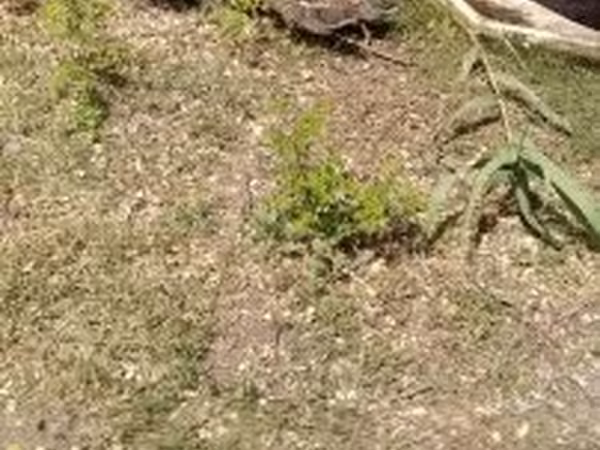 Ducks — Maďarsko