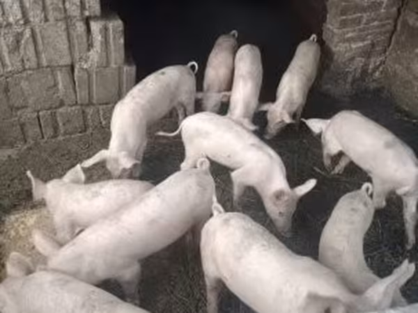 Schweine (Partie, Geschlecht nicht angegeben), Schweine — Ungarn
