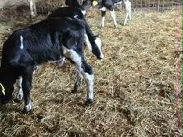Taureau, Russian Black pied cattle — Hongrie