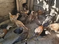 Guinea fowl — photo 7