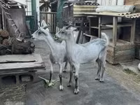Kozel, Nubian Goat — foto 4