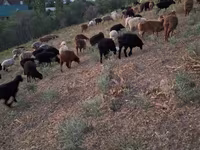 Ram, Sheep — photo 3