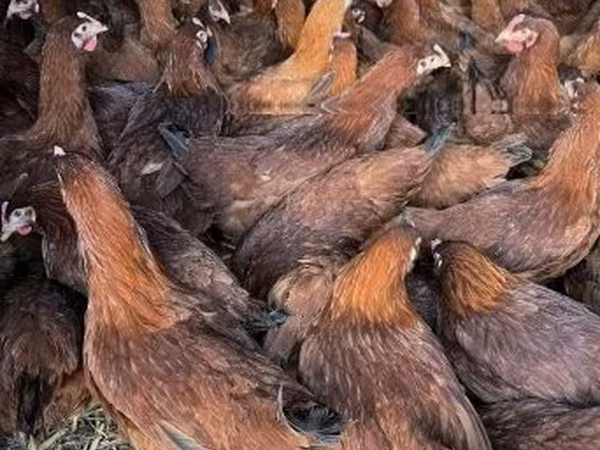 Chickens — Węgry