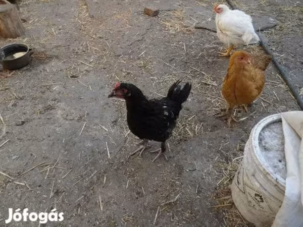 Chickens
