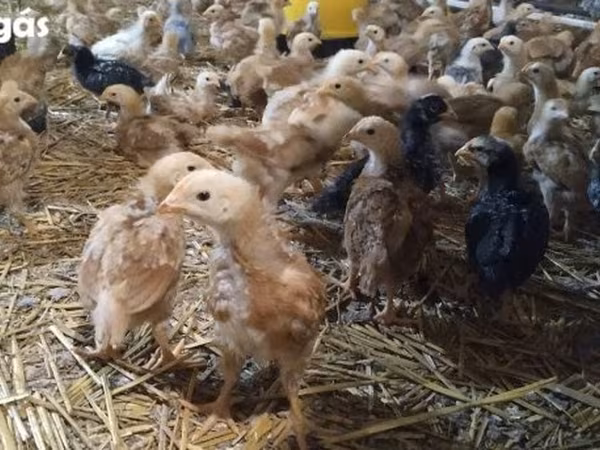 Chickens — Magyarország