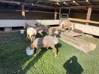 Beran, Arashan sheep — foto 2