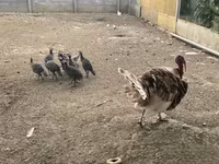 Turkeys — 4. fotó