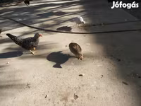Guinea fowl — Foto 1