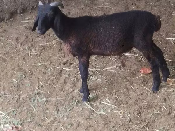 Carneiro, Ovelhas