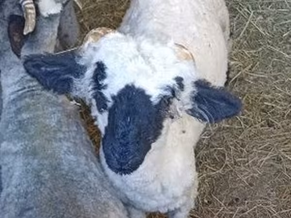 Kos, Valais Blacknose sheep — Magyarország