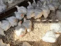 Chickens — الصورة 3